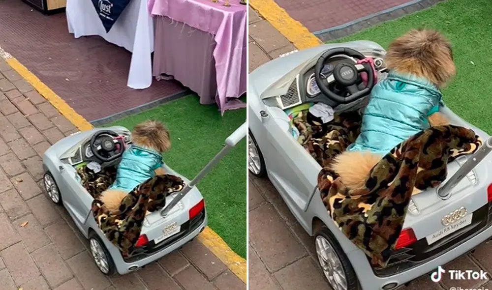 Miles de usuarios quedaron fascinados al ver a este tierno perrito en su moderno automóvil. Foto: composición LR/captura de TikTok/@iberecic Miles de usuarios quedaron fascinados al ver a este tierno perrito en su moderno automóvil. Foto: composición LR/captura de TikTok/@iberecic