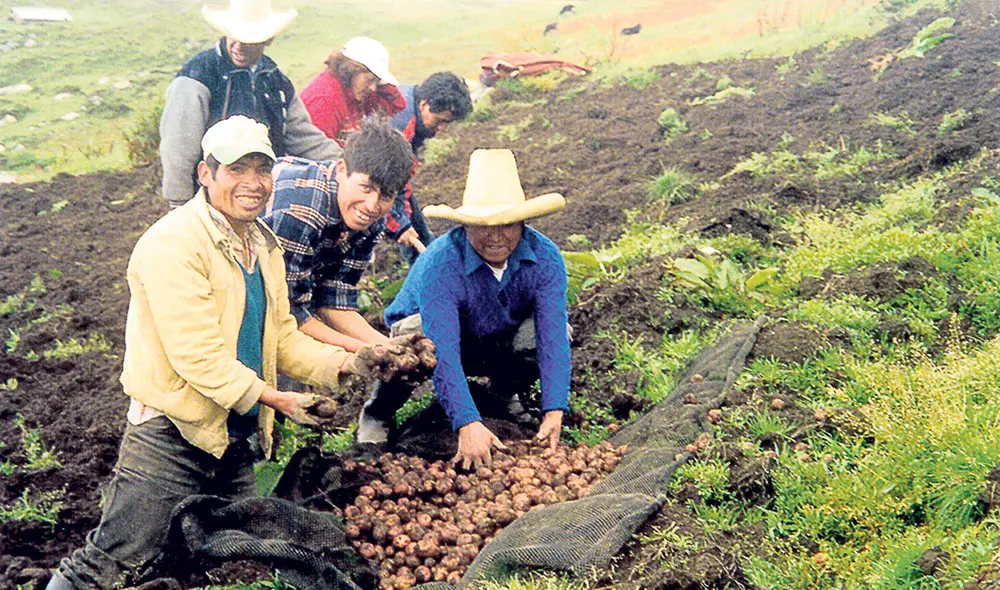 Impacto. Retraso en la llegada de la urea afectaría cultivos. Foto: difusión Impacto. Retraso en la llegada de la urea afectaría cultivos. Foto: difusión