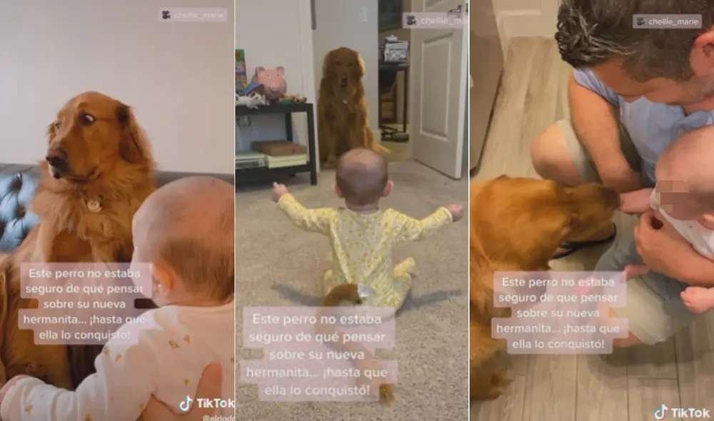 Miles de usuarios en las redes sociales quedaron fascinados con este video. Foto: composición LR/captura de TikTok/@TheDodo Miles de usuarios en las redes sociales quedaron fascinados con este video. Foto: composición LR/captura de TikTok/@TheDodo
