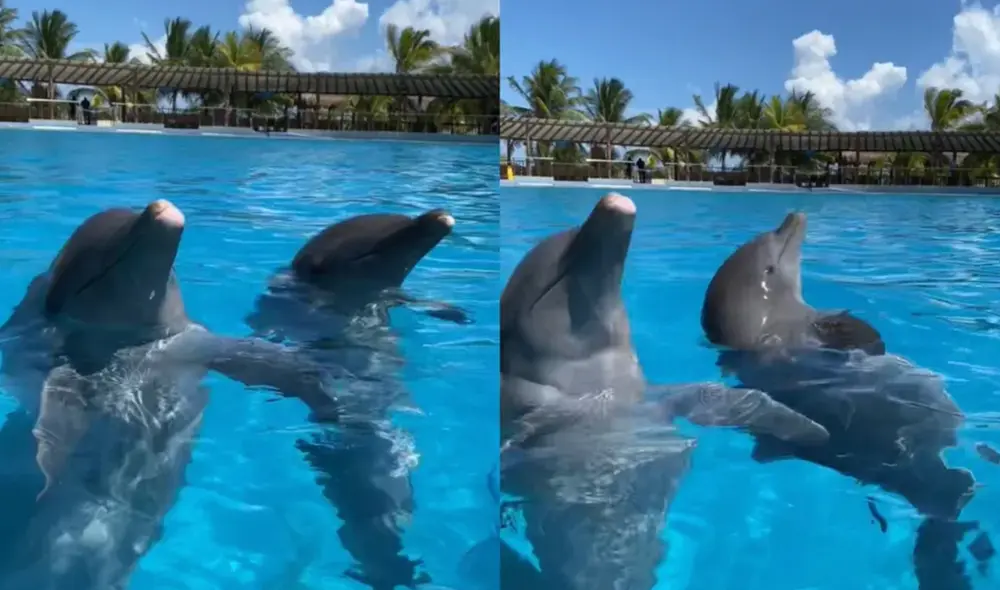 Los delfines imitan a la perfección la forma de nadar de los tiburones. Foto: Milenio / TikTok / Dolphin Discovery