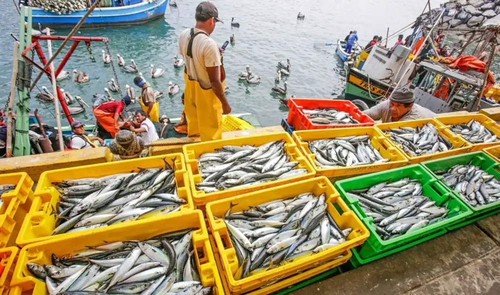 Resultados de la primera temporada de pesca industrial 2022. Foto: Produce