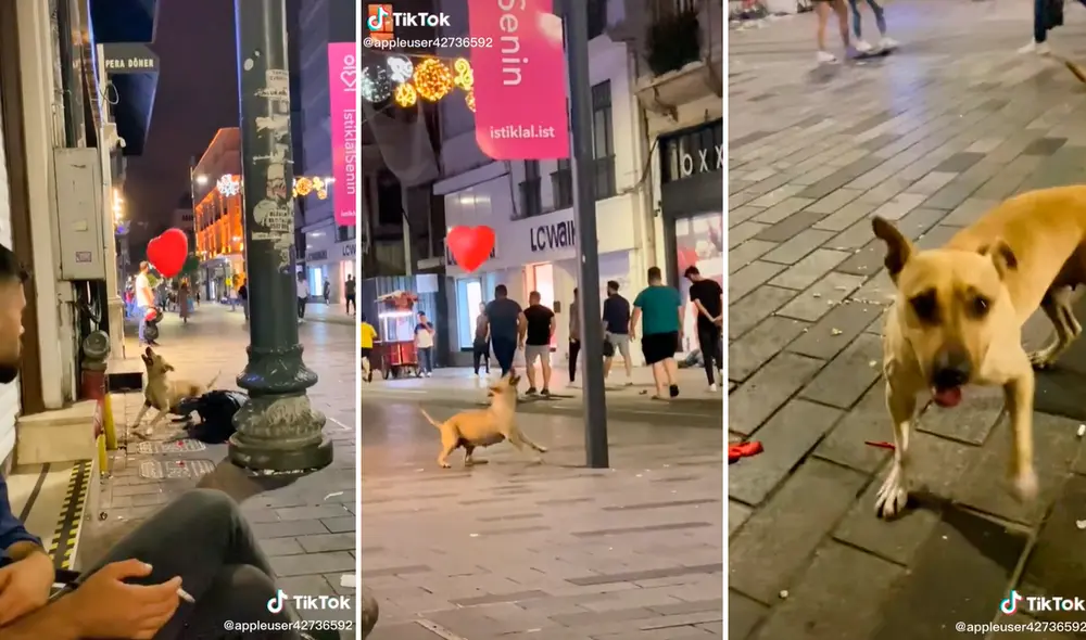La perrita lucía muy feliz con su juguete nuevo. Foto: composición LR/captura de TikTok/@Mehmetiz34