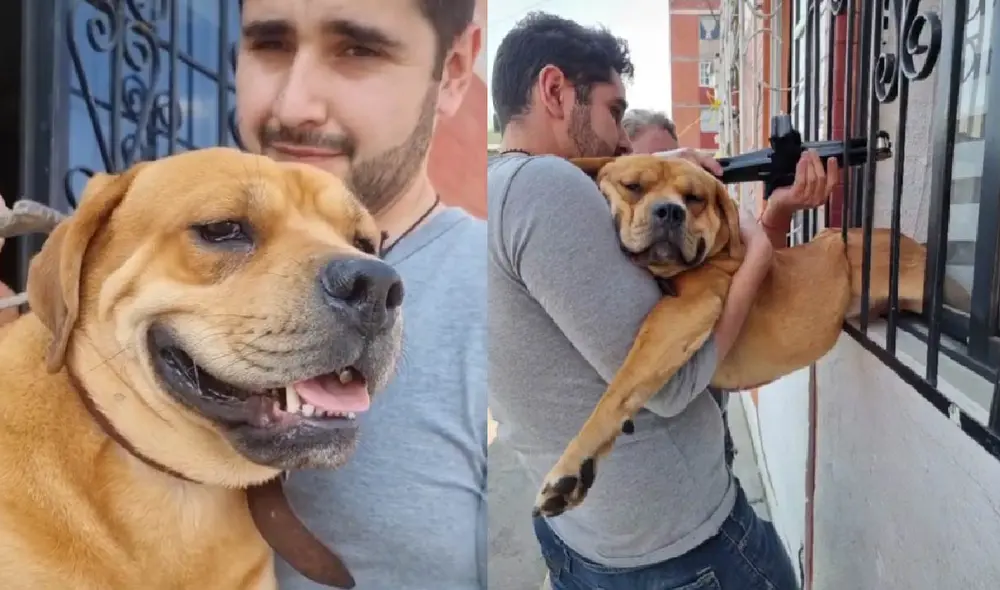 El can sorprendió a sus dueños con su nueva travesura. Foto: composición LR/captura de TikTok/@fergutierrezquinz El can sorprendió a sus dueños con su nueva travesura. Foto: composición LR/captura de TikTok/@fergutierrezquinz