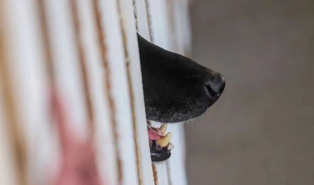 La Policía solicitó en el hospital una lista de mujeres que estaban próximas al parto o que hayan dado a luz durante las últimas semanas. Foto: Uno