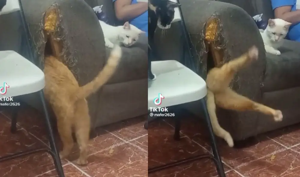 El felino sorprendió con su curiosa forma de meterse dentro de su lugar favorito para dormir. Foto: composición LR/ captura LR/ @mafer2626