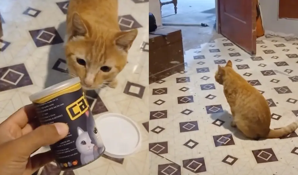 Este video ha alcanzado el millón de likes en TikTok. Foto: composición LR/ TikTok / @elbuenjoal01