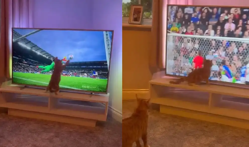 El felino sorprendió con sus travesuras a sus cuidadores. Foto: composición LR/ captura de Twitter/ @CatLoversMx El felino sorprendió con sus travesuras a sus cuidadores. Foto: composición LR/ captura de Twitter/ @CatLoversMx