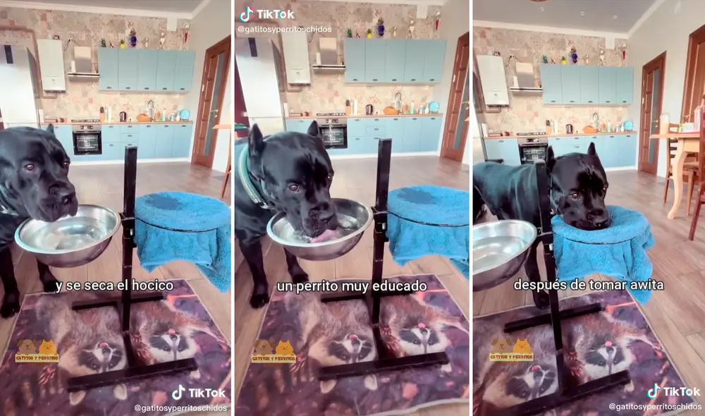 El perrito aprendió a secarse la boca tras beber agua. Foto: composición LR/captura de TikTok/@Gatitosyperritoschidos