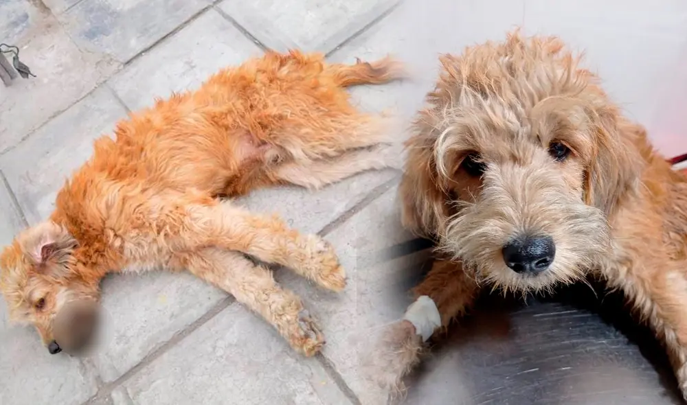 El can fue atropellado en el paradero 17 de SJL. Foto: composición La República / Lisset Pacheco Almandos