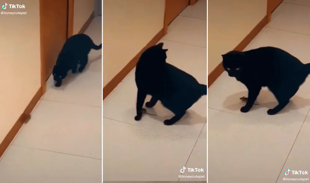 El divertido clip ha logrado más de 4,6 millones de visualizaciones en redes sociales. Foto: composición LR/captura de TikTok/@Honeyccutepet El divertido clip ha logrado más de 4,6 millones de visualizaciones en redes sociales. Foto: composición LR/captura de TikTok/@Honeyccutepet
