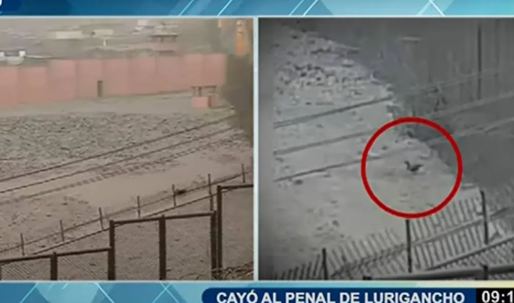 Hace dos semanas, la patita se encuentra en el penal de San Juan de Lurigancho. Foto: captura video/ATV