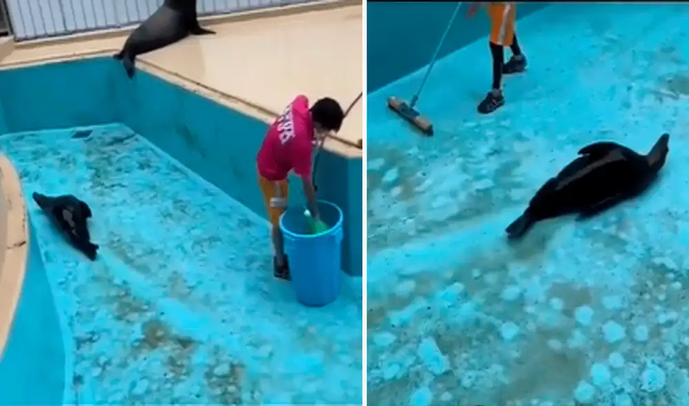 El divertido y conmovedor clip ha sobrepasado el millón de visualizaciones. Foto: composición LR/captura de TikTok/@Thomaass_18