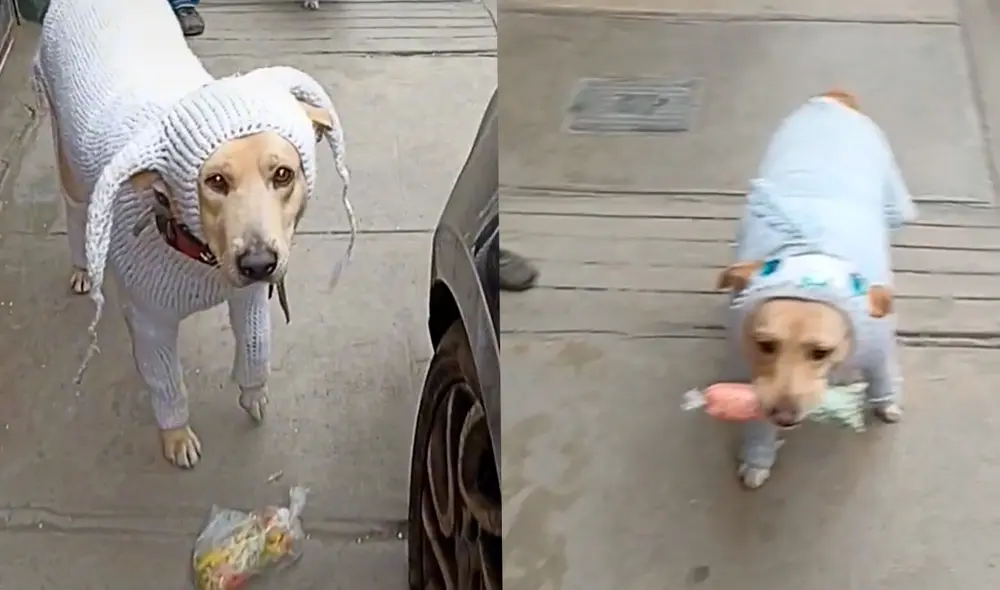 Los tiernos canes sorprendieron a miles con su tierno aspecto y su obediente comportamiento. Foto: composición LR/captura de TikTok/@hanselandresingar
