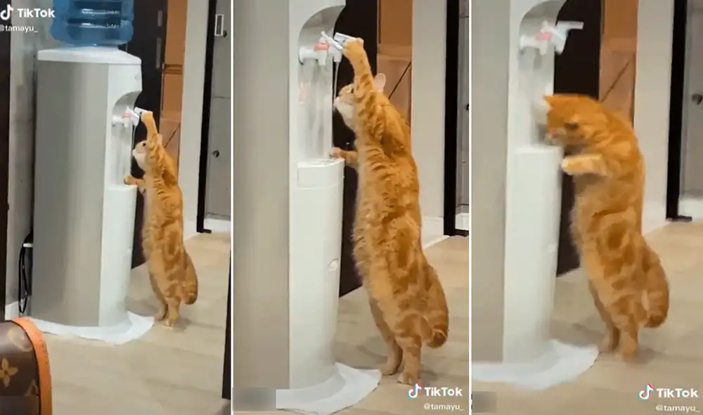 El astuto minino aprendió al ver cómo los humanos utilizaban la máquina para sacar agua. Foto: composición LR/captura de TikTok/@GorditoGatito2 El astuto minino aprendió al ver cómo los humanos utilizaban la máquina para sacar agua. Foto: composición LR/captura de TikTok/@GorditoGatito2