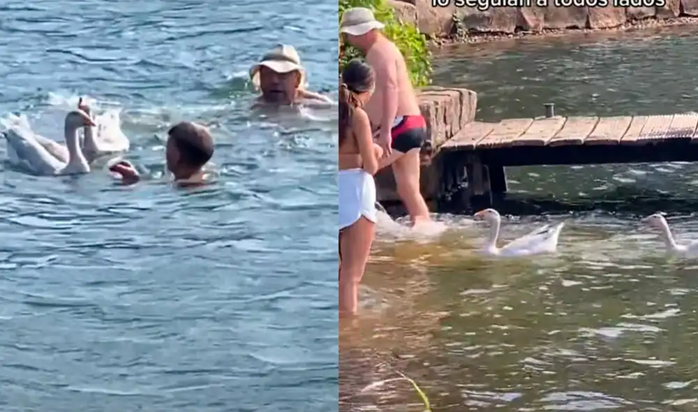 Los animalitos sorprendieron al ser muy apegados a su cuidador y seguirlo a todos lados. Foto: composición LR/captura de TikTok/@mirteys Los animalitos sorprendieron al ser muy apegados a su cuidador y seguirlo a todos lados. Foto: composición LR/captura de TikTok/@mirteys