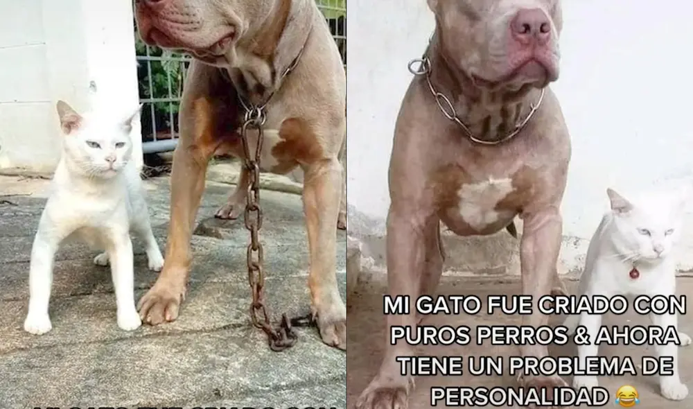 Este video ha superado los 3 millones de me gusta en TikTok. Foto: composición LR/capturas de TikTok/@DonViralVids