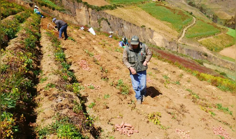Las familias agricultoras de Moro y Nepeña se dedican a la siembra y cosecha de palta y mango. Foto: Sedir