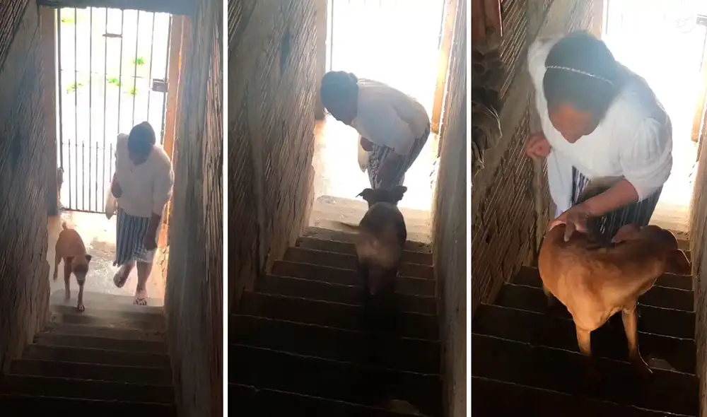 El hijo de la señora ya iba a bajar para apoyar a su mamá; sin embargo, vio que su mascota ya lo había hecho por él. Foto: composición LR/Facebook/Clarín