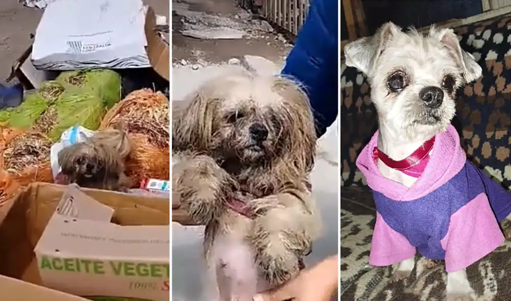 La historia de la perrita en estado de abandono conmovió a miles de usuarios en las redes sociales. Foto: TikTok/@chrismat2020