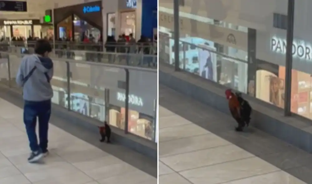 Miles de usuarios llenaron de divertidos comentarios este video. Foto: composición de LR/captura de TikTok/@alicianochea Miles de usuarios llenaron de divertidos comentarios este video. Foto: composición de LR/captura de TikTok/@alicianochea