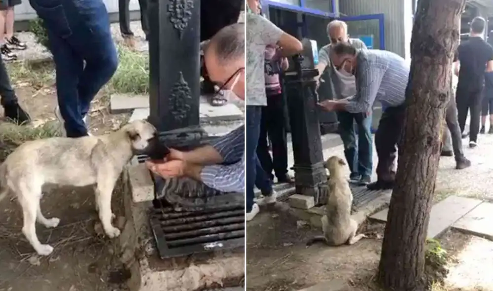 Miles de usuarios han quedado emocionados con este noble gesto. Foto: composición LR/captura de Twitter/@TansuYegen Miles de usuarios han quedado emocionados con este noble gesto. Foto: composición LR/captura de Twitter/@TansuYegen