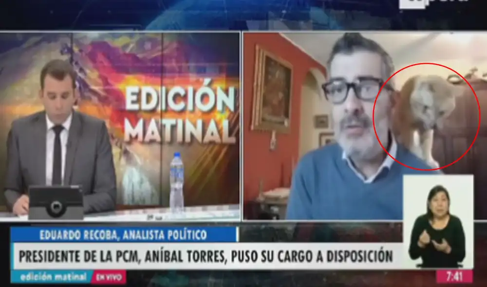 Miles de usuarios no han parado de reír con la graciosa aparición de este gatito. Foto: composición LR/captura de Twitter/@UltimaNoticia Miles de usuarios no han parado de reír con la graciosa aparición de este gatito. Foto: composición LR/captura de Twitter/@UltimaNoticia