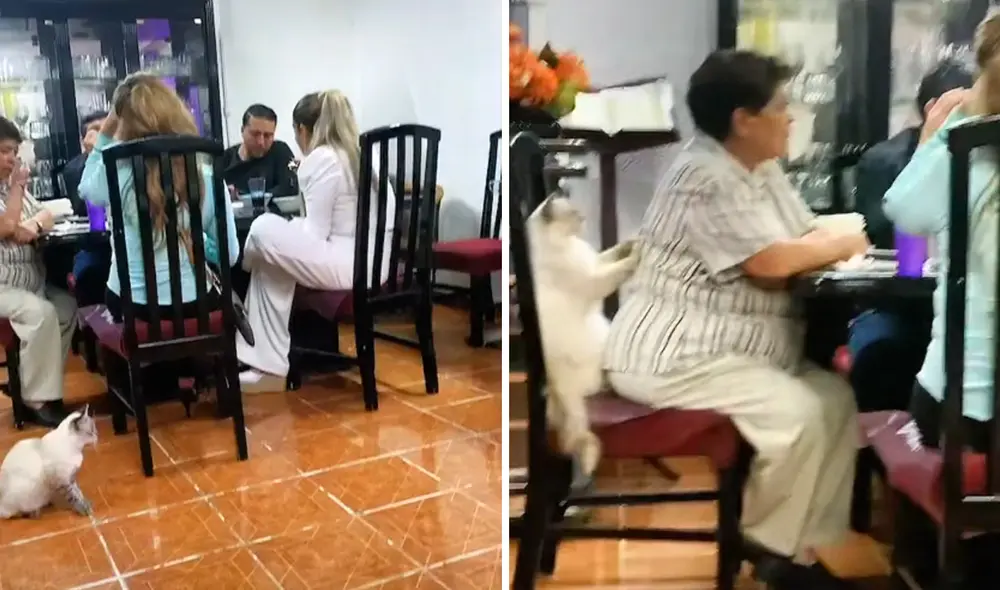 El clip viral obtuvo más de 3,4 millones de reproducciones. Foto: composición LR/captura de TikTok/@TitiChavezOficial