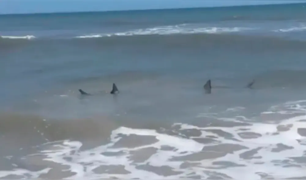 El instante en el que una mujer descubre a un par de tiburones nadando en una de las playas de Florida. Foto: Captura de Instagram/@karaskonieczny.