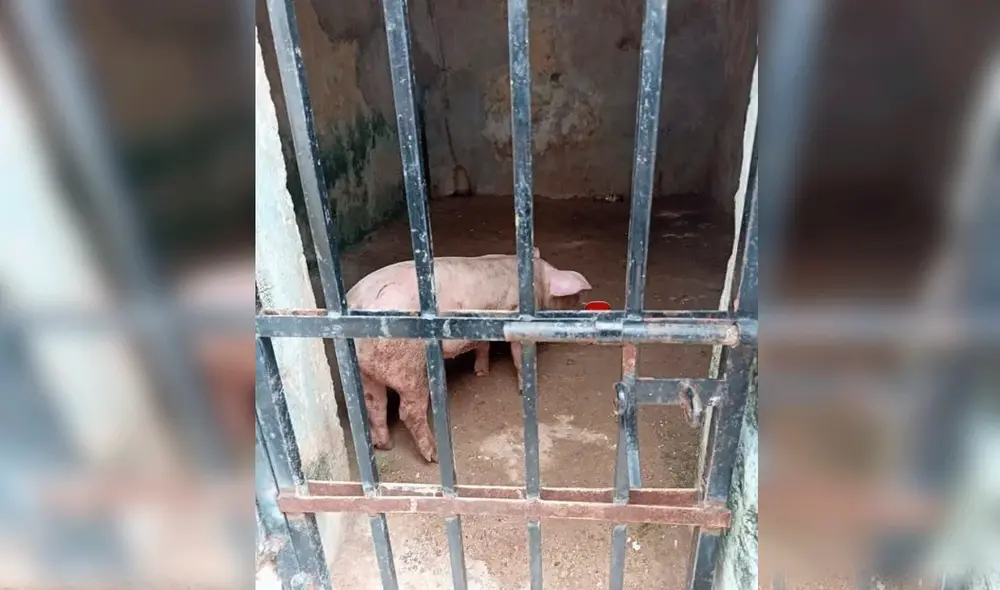 Las imágenes dieron la vuelta al mundo y miles cuestionaron la labor policial. Foto: captura de Facebook/Milenio Las imágenes dieron la vuelta al mundo y miles cuestionaron la labor policial. Foto: captura de Facebook/Milenio