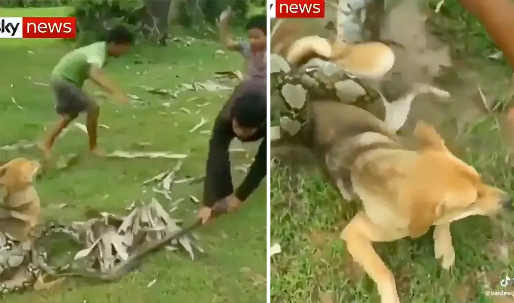 Este video ha obtenido más de 17 millones de reproducciones. Foto: composición LR/Twitter/@_figensezgin