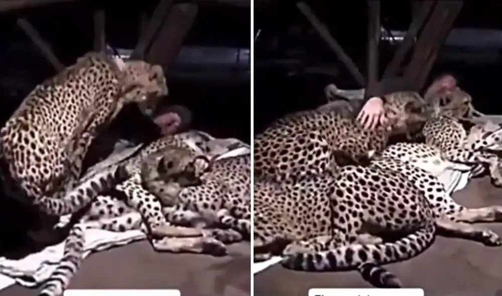 El guardabosques dejó sorprendidos a miles por su relación con los guepardos. Foto: TikTok/@alvarocoloma