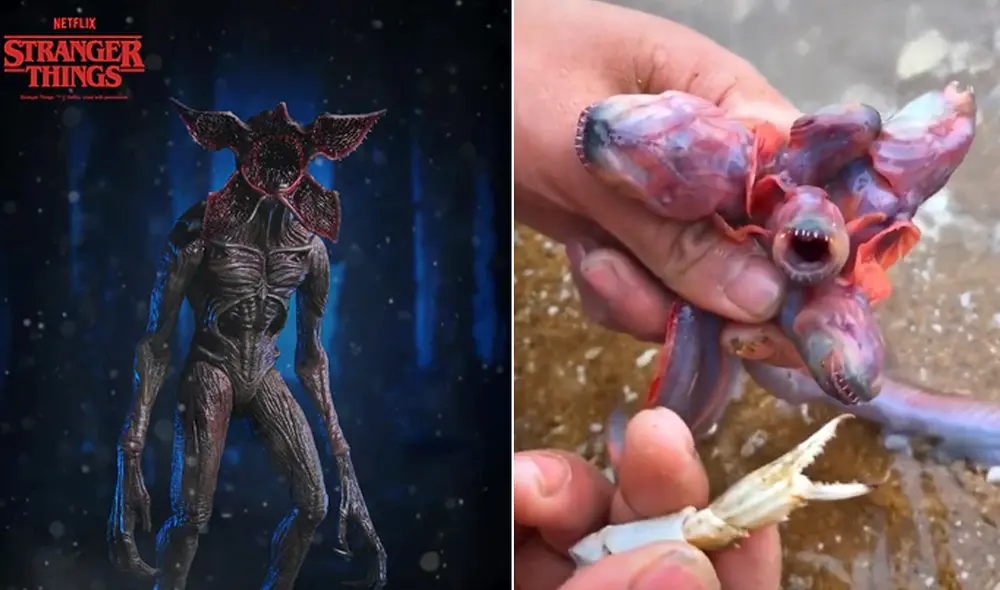 La grabación obtuvo más de 11,6 millones de reproducciones en la red social. Foto: composición LR/captura de TikTok/@sea.thinh1aq