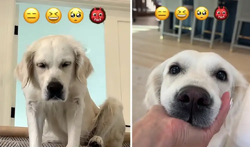 El video obtuvo más de tres millones de reproducciones en la red social. Foto: composición LR/captura de TikTok/@ladyandtheblues El video obtuvo más de tres millones de reproducciones en la red social. Foto: composición LR/captura de TikTok/@ladyandtheblues