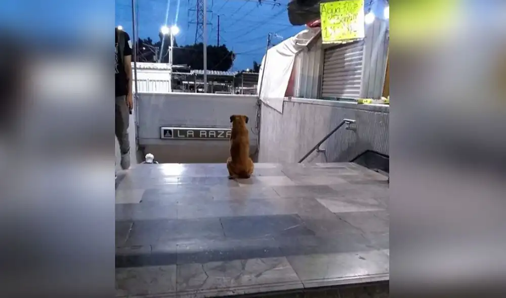 La historia de este can ha conmovido a miles en las redes sociales. Foto: captura de Instagram/@cronicas_chilangas_cdmx