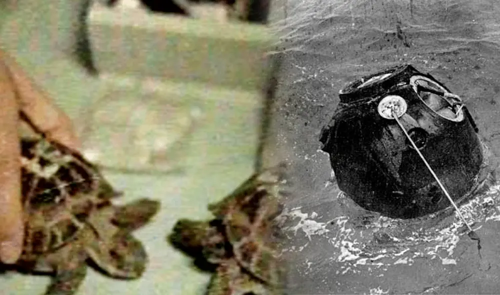 La Unión Soviética (URSS) envió a los primeros seres vivos a la Luna, adelantándose a la NASA en la carrera espacial. Foto: composición de Jazmín Ceras / La República / RSC Energía