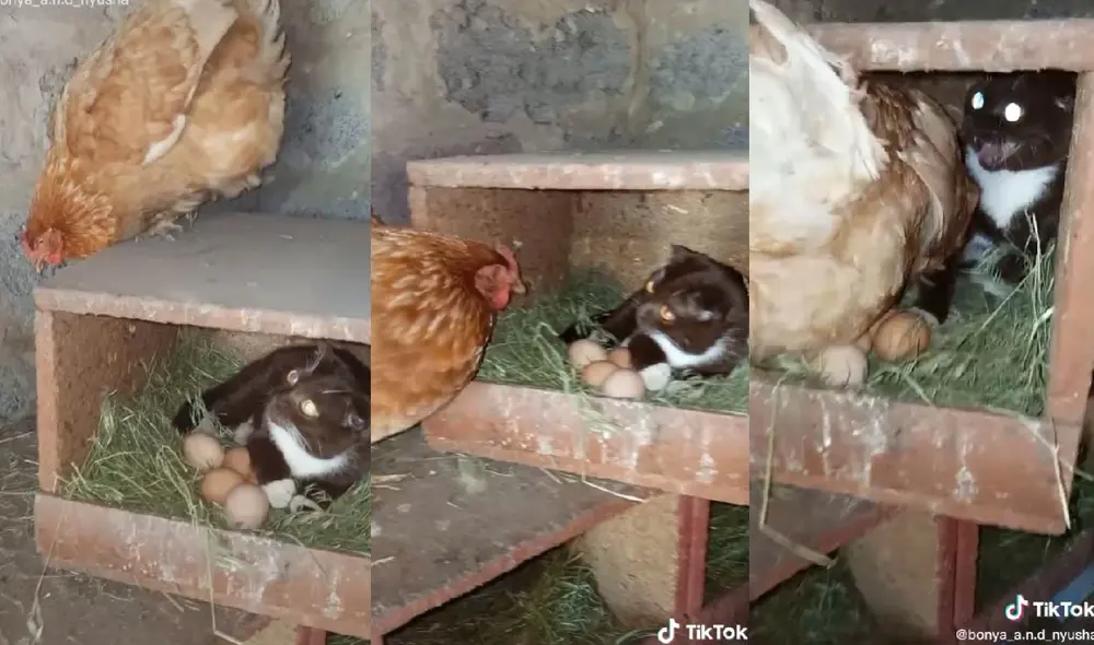 El gato sorprendió a miles con su curioso comportamiento. Foto: composición LR/ captura de TikTok/ @bonya_a.n.d_nyusha El gato sorprendió a miles con su curioso comportamiento. Foto: composición LR/ captura de TikTok/ @bonya_a.n.d_nyusha