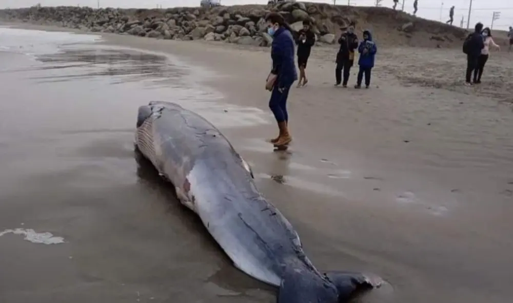 Una cría de ballena varó en las orillas de la playa Las Delicias del distrito de Moche. Foto: Facebook- El Ciudadano
