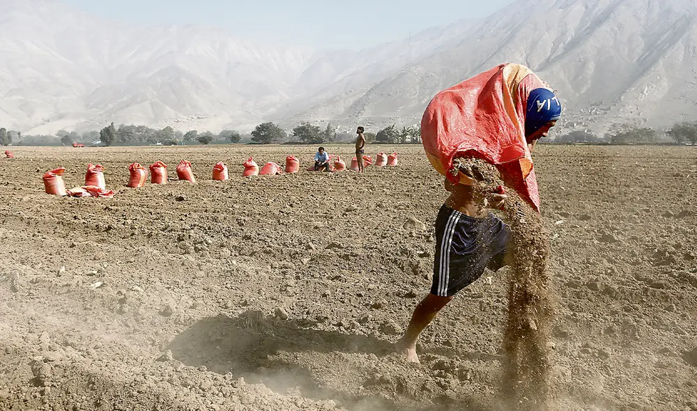 Licitación. Gobierno comprará 65.587 toneladas de urea para apoyar a los pequeños productores con menos de 5 hectáreas en la presente campaña agrícola. Foto: Marco Cotrina/ La República