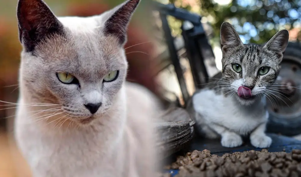 En el Día Internacional del Gato, conoce más sobre ellos y lo que significa el peculiar sonido que emiten. Foto: composición LR/ AFP