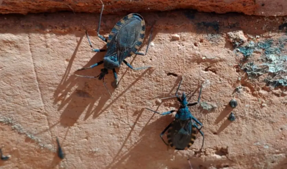 La intervención focal está a cargo de los profesionales de la Red de Salud Arequipa-Caylloma. Foto: Geresa Arequipa La intervención focal está a cargo de los profesionales de la Red de Salud Arequipa-Caylloma. Foto: Geresa Arequipa