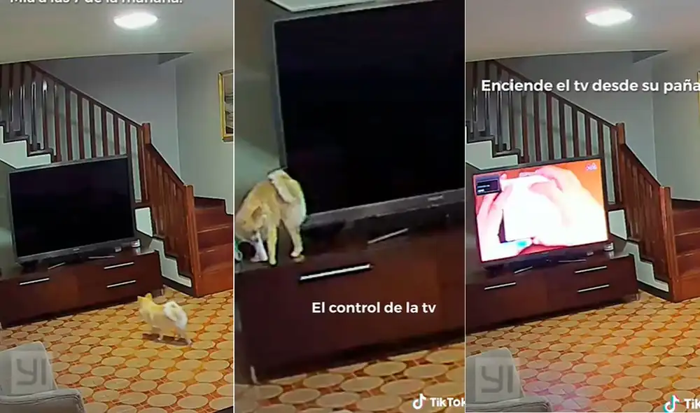 Las imágenes hicieron reír a miles en las redes sociales. Foto: composición LR/captura de TikTok/@victoriascollieri Las imágenes hicieron reír a miles en las redes sociales. Foto: composición LR/captura de TikTok/@victoriascollieri