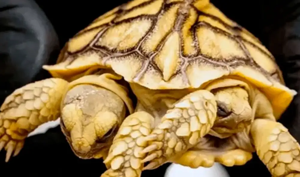 De acuerdo con los veterinarios, en el mejor de los casos este singular animal podría llegar a pesar alrededor 100 kilos y llegar a vivir hasta un total de 150 años. Foto: ANP