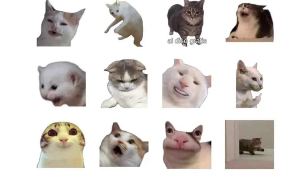 Conoce cómo descargar los mejores stickers de gatos para compartirlos con tus amigos. Foto: captura wi Stickers