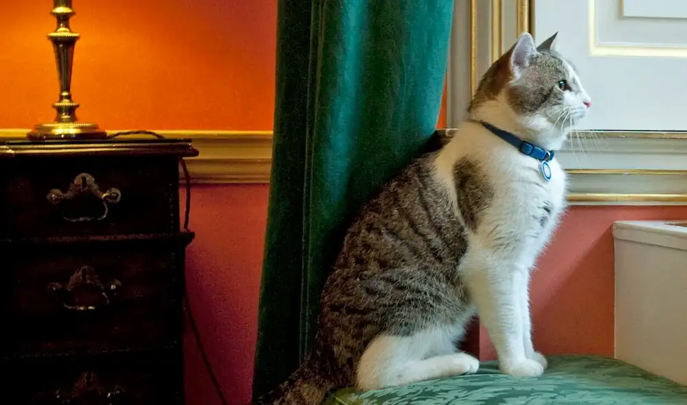 Larry fue adoptado por David Cameron del centro de rescate Battersea Dogs & Cats Home. Foto: Mark Large