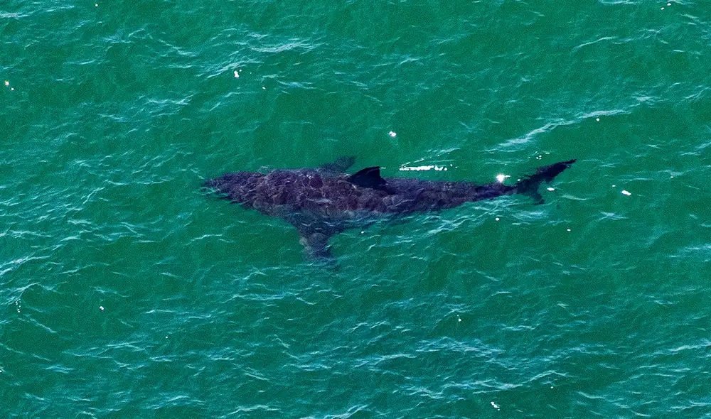 El niño sufrió el ataque de 3 tiburones mientras estaba de vacaciones en el Caribe. Foto: AFP