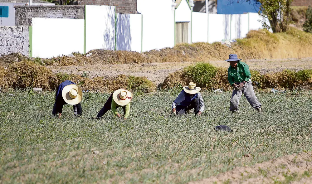 Campaña en marcha. Los pequeños productores del sur han encontrado en la asociatividad, la solución que el Gobierno aún es incapaz de atender. Foto: Rodrigo Talvera/La República Campaña en marcha. Los pequeños productores del sur han encontrado en la asociatividad, la solución que el Gobierno aún es incapaz de atender. Foto: Rodrigo Talvera/La República