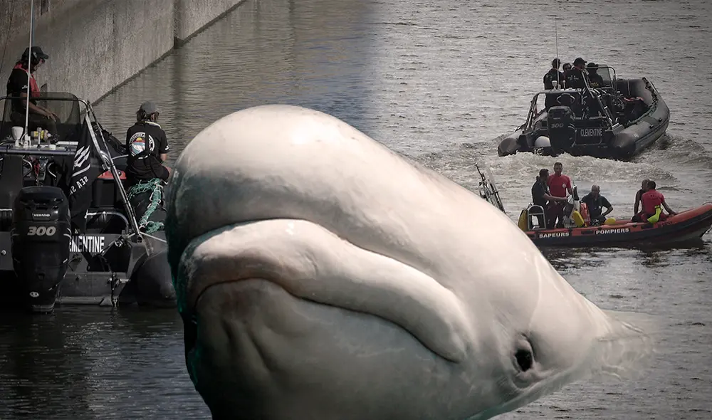 Las ballenas beluga viven habitualmente en el Ártico. Foto: Composición/LR/AFP