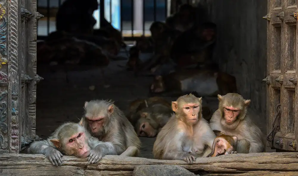Activistas sospechan que los animales fueron atacados después de que se confirmaran tres casos de viruela del mono en Sao Paulo. Foto: AFP