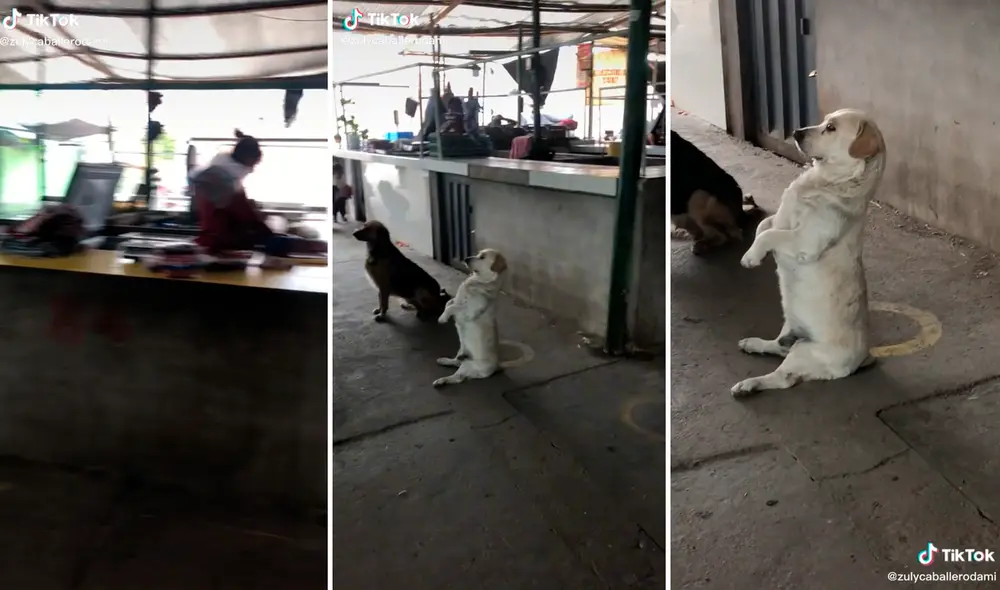 El comportamiento del perrito cautivó los corazones de miles en redes. Foto: composición LR/captura de TikTok/@Zullicaballerodamia El comportamiento del perrito cautivó los corazones de miles en redes. Foto: composición LR/captura de TikTok/@Zullicaballerodamia