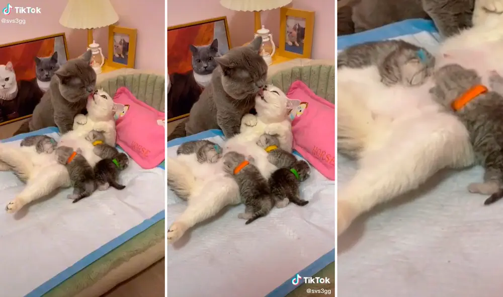 El clip enterneció los corazones de miles en redes. Foto: composición LR/captura de TikTok/@Svs3gg